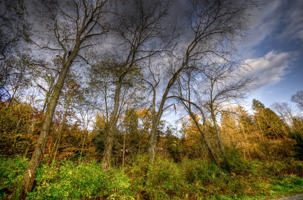 Trees & Clouds sized Jcopy