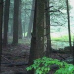 E-Misty Forest Forest